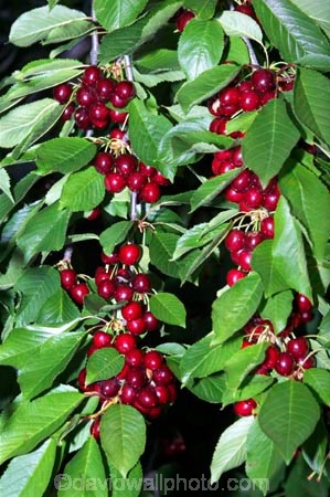Central-Otago;cherries;cherry;cherry-orchard;cherry-tree;cherry-trees;country;countryside;Cromwell;crop;crops;delicious;farm;farming;farmland;farms;field;food;fruit;fruit-fruits;fruit-tree;fruit-trees;horticulture;New-Zelaland;orchard;orchards;red;row;rows;rural;South-Island;tree;trees