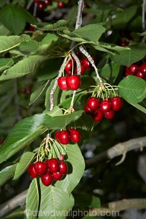 Central-Otago;Cherries;cherry;cherry-tree;cherry-trees;country;countryside;Cromwell;crop;crops;farm;farming;farms;food;fresh;fruit;fruits;horticulture;leaves;N.Z.;New-Zealand;NZ;orchard;orchards;pick-your-own;pick_your_own;produce;red;ripe;Ripponvale;rural;S.I.;SI;South-Island;stone-fruit;stone_fruit;summer-fruit;tree;trees