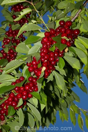 Central-Otago;cherries;cherry;cherry-orchard;cherry-orchards;cherry-tree;cherry-trees;country;countryside;Cromwell;crop;crops;farm;farming;farmland;farms;field;fruit;fruit-tree;fruit-trees;green;horticulture;N.Z.;New-Zealand;NZ;orchard;orchards;red;red-cherries;red-cherry;row;rows;rural;S.I.;SI;South-Is.;South-Island;stone-fruit;summer;tree;trees