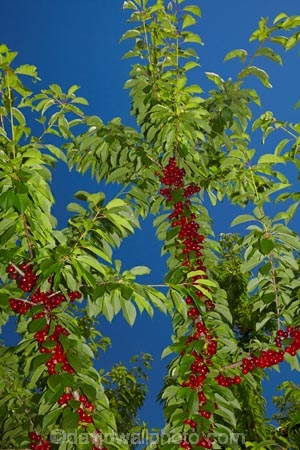 Central-Otago;cherries;cherry;cherry-orchard;cherry-orchards;cherry-tree;cherry-trees;country;countryside;Cromwell;crop;crops;farm;farming;farmland;farms;field;fruit;fruit-tree;fruit-trees;green;horticulture;N.Z.;New-Zealand;NZ;orchard;orchards;red;red-cherries;red-cherry;row;rows;rural;S.I.;SI;South-Is.;South-Island;stone-fruit;summer;tree;trees