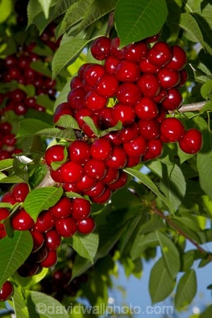 Central-Otago;cherries;cherry;cherry-orchard;cherry-orchards;cherry-tree;cherry-trees;country;countryside;Cromwell;crop;crops;farm;farming;farmland;farms;field;fruit;fruit-tree;fruit-trees;green;horticulture;N.Z.;New-Zealand;NZ;orchard;orchards;red;red-cherries;red-cherry;row;rows;rural;S.I.;SI;South-Is.;South-Island;stone-fruit;summer;tree;trees