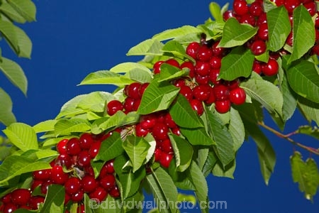 Central-Otago;cherries;cherry;cherry-orchard;cherry-orchards;cherry-tree;cherry-trees;country;countryside;Cromwell;crop;crops;farm;farming;farmland;farms;field;fruit;fruit-tree;fruit-trees;green;horticulture;N.Z.;New-Zealand;NZ;orchard;orchards;red;red-cherries;red-cherry;row;rows;rural;S.I.;SI;South-Is.;South-Island;stone-fruit;summer;tree;trees