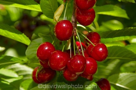 Central-Otago;cherries;cherry;cherry-orchard;cherry-orchards;cherry-tree;cherry-trees;country;countryside;Cromwell;crop;crops;farm;farming;farmland;farms;field;fruit;fruit-tree;fruit-trees;green;horticulture;N.Z.;New-Zealand;NZ;orchard;orchards;red;red-cherries;red-cherry;row;rows;rural;S.I.;SI;South-Is.;South-Island;stone-fruit;summer;tree;trees