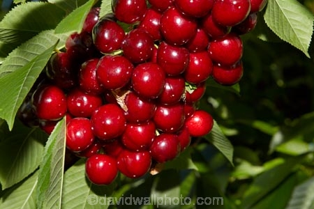 Central-Otago;cherries;cherry;cherry-orchard;cherry-orchards;cherry-tree;cherry-trees;country;countryside;Cromwell;crop;crops;farm;farming;farmland;farms;field;fruit;fruit-tree;fruit-trees;green;horticulture;N.Z.;New-Zealand;NZ;orchard;orchards;red;red-cherries;red-cherry;row;rows;rural;S.I.;SI;South-Is.;South-Island;stone-fruit;summer;tree;trees