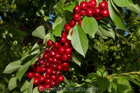 Central-Otago;cherries;cherry;cherry-orchard;cherry-orchards;cherry-tree;cherry-trees;country;countryside;Cromwell;crop;crops;farm;farming;farmland;farms;field;fruit;fruit-tree;fruit-trees;green;horticulture;N.Z.;New-Zealand;NZ;orchard;orchards;red;red-cherries;red-cherry;row;rows;rural;S.I.;SI;South-Is.;South-Island;stone-fruit;summer;tree;trees