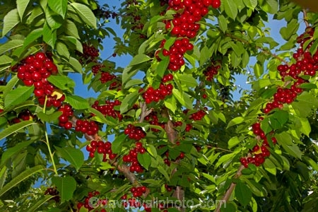 Central-Otago;cherries;cherry;cherry-orchard;cherry-orchards;cherry-tree;cherry-trees;country;countryside;Cromwell;crop;crops;farm;farming;farmland;farms;field;fruit;fruit-tree;fruit-trees;green;horticulture;N.Z.;New-Zealand;NZ;orchard;orchards;red;red-cherries;red-cherry;row;rows;rural;S.I.;SI;South-Is.;South-Island;stone-fruit;summer;tree;trees
