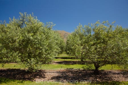 Central-Otago;country;countryside;Cromwell;crop;crops;farm;farming;farmland;farms;field;fruit;fruit-tree;fruit-trees;horticulture;N.Z.;New-Zealand;NZ;olive;olive-orchard;olive-orchards;olive-tree;olive-trees;olives;orchard;orchards;row;rows;rural;S.I.;SI;South-Is.;South-Island;tree;trees