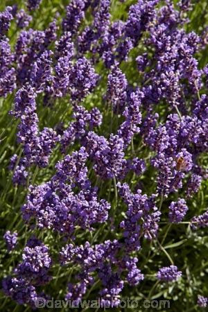Briar-Dell;Briar-Dell-Lavender-Farm;Central-Otago;country;countryside;Cromwell;crop;crops;farm;farming;farmland;farms;horticulture;Lamiaceae;Lavandula;lavender;lavender-farm;lavender-farms;lavenders;mauve;N.Z.;New-Zealand;NZ;Otago;purple;S.I.;SI;South-Is.;South-Island;violet
