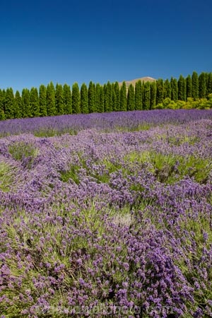 Briar-Dell;Briar-Dell-Lavender-Farm;Central-Otago;country;countryside;Cromwell;crop;crops;farm;farming;farmland;farms;horticulture;Lamiaceae;Lavandula;lavender;lavender-farm;lavender-farms;lavenders;mauve;N.Z.;New-Zealand;NZ;Otago;purple;S.I.;SI;South-Is.;South-Island;violet