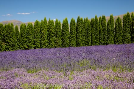 Briar-Dell;Briar-Dell-Lavender-Farm;Central-Otago;country;countryside;Cromwell;crop;crops;farm;farming;farmland;farms;horticulture;Lamiaceae;Lavandula;lavender;lavender-farm;lavender-farms;lavenders;mauve;N.Z.;New-Zealand;NZ;Otago;purple;S.I.;SI;South-Is.;South-Island;violet