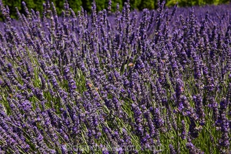 Briar-Dell;Briar-Dell-Lavender-Farm;Central-Otago;country;countryside;Cromwell;crop;crops;farm;farming;farmland;farms;horticulture;Lamiaceae;Lavandula;lavender;lavender-farm;lavender-farms;lavenders;mauve;N.Z.;New-Zealand;NZ;Otago;purple;S.I.;SI;South-Is.;South-Island;violet