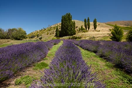 Central-Otago;country;countryside;Cromwell;crop;crops;farm;farming;farmland;farms;horticulture;Lamiaceae;Lavandula;lavender;lavender-farm;lavender-farms;lavenders;Lowburn;lowburn-lavender;lowburn-lavender-farm;lowburn-valley-lavender;lowburn-valley-lavender-farm;mauve;N.Z.;New-Zealand;NZ;Otago;purple;S.I.;SI;South-Is.;South-Island;violet