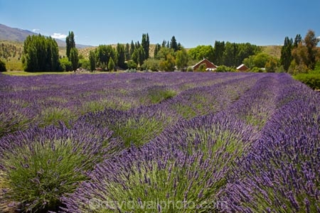 Central-Otago;country;countryside;Cromwell;crop;crops;farm;farming;farmland;farms;horticulture;Lamiaceae;Lavandula;lavender;lavender-farm;lavender-farms;lavenders;Lowburn;lowburn-lavender;lowburn-lavender-farm;lowburn-valley-lavender;lowburn-valley-lavender-farm;mauve;N.Z.;New-Zealand;NZ;Otago;purple;S.I.;SI;South-Is.;South-Island;violet