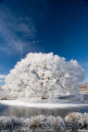 agricultural;agriculture;beautiful;calm;calmness;Central-Otago;Central-Otago-Rail-Trail;clean;clear;cold;Coldness;Color;Colour;country;countryside;Daytime;Exterior;farm;farming;farmland;farms;field;fields;freeze;freezing;freezing-fog;frost;Frosted;frosty;frozen-pond;frozen-ponds;high-country;hoar-frost;hoar-frosts;Hoarfrost;hoarfrosts;ice;ice-crystals;icy;idyllic;Landscape;Landscapes;Maniototo;meadow;meadows;N.Z.;natural;Nature;new-zealand;NZ;Omakau;Otago;Otago-Central-Rail-Trail;Outdoor;Outdoors;Outside;paddock;paddocks;pasture;pastures;peaceful;Peacefulness;phenomena;phenomenon;pond;ponds;pool;pools;pure;Quiet;Quietness;rail-trail;rail-trails;reservoir;reservoirs;rime;rime-ice;rural;S.I.;Scenic;Scenics;Season;Seasons;SI;silence;south-island;spectacular;stunning;tranquil;tranquility;tree;trees;view;water;weather;White;willow;willow-tree;willow-trees;willows;winter;Wintertime;wintery;wintry