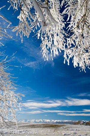 agricultural;agriculture;beautiful;calm;calmness;Central-Otago;Central-Otago-Rail-Trail;clean;clear;cold;Coldness;Color;Colour;country;countryside;Daytime;Exterior;farm;farming;farmland;farms;field;fields;freeze;freezing;freezing-fog;frost;Frosted;frosty;Hawkdun-Range;Hawkdun-Ranges;high-country;hoar-frost;hoar-frosts;Hoarfrost;hoarfrosts;ice;ice-crystals;icy;idyllic;Landscape;Landscapes;Maniototo;meadow;meadows;N.Z.;natural;Nature;new-zealand;NZ;Omakau;Otago;Otago-Central-Rail-Trail;Outdoor;Outdoors;Outside;paddock;paddocks;pasture;pastures;peaceful;Peacefulness;phenomena;phenomenon;pure;Quiet;Quietness;rail-trail;rail-trails;rime;rime-ice;rural;S.I.;Scenic;Scenics;Season;Seasons;SI;silence;south-island;spectacular;stunning;tranquil;tranquility;tree;trees;view;water;weather;White;willow;willow-tree;willow-trees;willows;winter;Wintertime;wintery;wintry