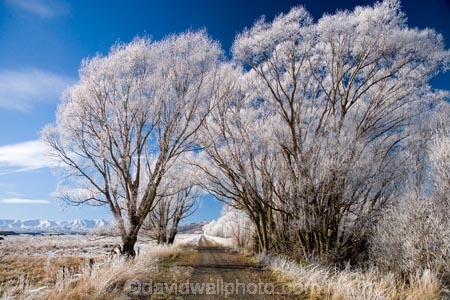 agricultural;agriculture;beautiful;calm;calmness;Central-Otago;Central-Otago-Rail-Trail;clean;clear;cold;Coldness;Color;Colour;country;countryside;Daytime;Exterior;farm;farming;farmland;farms;field;fields;freeze;freezing;freezing-fog;frost;Frosted;frosty;high-country;hoar-frost;hoar-frosts;Hoarfrost;hoarfrosts;ice;ice-crystals;icy;Ida-Valley;idyllic;Landscape;Landscapes;Maniototo;meadow;meadows;N.Z.;natural;Nature;new-zealand;NZ;Otago;Otago-Central-Rail-Trail;Oturehua;Outdoor;Outdoors;Outside;paddock;paddocks;pasture;pastures;peaceful;Peacefulness;phenomena;phenomenon;pure;Quiet;Quietness;rail-trail;rail-trails;rime;rime-ice;rural;S.I.;Scenic;Scenics;Season;Seasons;SI;silence;south-island;spectacular;stunning;tranquil;tranquility;tree;trees;view;water;weather;White;willow;willow-tree;willow-trees;willows;winter;Wintertime;wintery;wintry