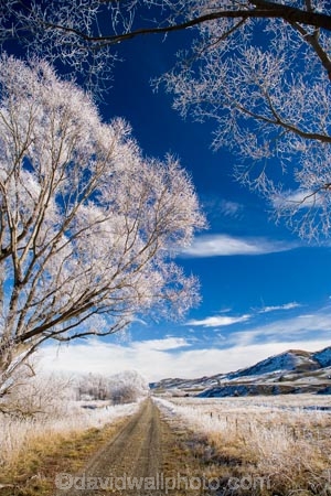 agricultural;agriculture;beautiful;calm;calmness;Central-Otago;Central-Otago-Rail-Trail;clean;clear;cold;Coldness;Color;Colour;country;countryside;Daytime;Exterior;farm;farming;farmland;farms;field;fields;freeze;freezing;freezing-fog;frost;Frosted;frosty;high-country;hoar-frost;hoar-frosts;Hoarfrost;hoarfrosts;ice;ice-crystals;icy;Ida-Valley;idyllic;Landscape;Landscapes;Maniototo;meadow;meadows;N.Z.;natural;Nature;new-zealand;NZ;Otago;Otago-Central-Rail-Trail;Oturehua;Outdoor;Outdoors;Outside;paddock;paddocks;pasture;pastures;peaceful;Peacefulness;phenomena;phenomenon;pure;Quiet;Quietness;rail-trail;rail-trails;rime;rime-ice;rural;S.I.;Scenic;Scenics;Season;Seasons;SI;silence;south-island;spectacular;stunning;tranquil;tranquility;tree;trees;view;water;weather;White;willow;willow-tree;willow-trees;willows;winter;Wintertime;wintery;wintry