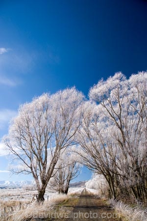 agricultural;agriculture;beautiful;calm;calmness;Central-Otago;Central-Otago-Rail-Trail;clean;clear;cold;Coldness;Color;Colour;country;countryside;Daytime;Exterior;farm;farming;farmland;farms;field;fields;freeze;freezing;freezing-fog;frost;Frosted;frosty;high-country;hoar-frost;hoar-frosts;Hoarfrost;hoarfrosts;ice;ice-crystals;icy;Ida-Valley;idyllic;Landscape;Landscapes;Maniototo;meadow;meadows;N.Z.;natural;Nature;new-zealand;NZ;Otago;Otago-Central-Rail-Trail;Oturehua;Outdoor;Outdoors;Outside;paddock;paddocks;pasture;pastures;peaceful;Peacefulness;phenomena;phenomenon;pure;Quiet;Quietness;rail-trail;rail-trails;rime;rime-ice;rural;S.I.;Scenic;Scenics;Season;Seasons;SI;silence;south-island;spectacular;stunning;tranquil;tranquility;tree;trees;view;water;weather;White;willow;willow-tree;willow-trees;willows;winter;Wintertime;wintery;wintry