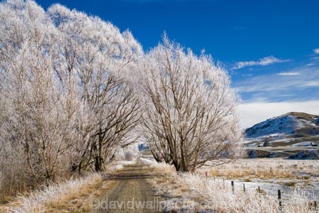 agricultural;agriculture;beautiful;calm;calmness;Central-Otago;Central-Otago-Rail-Trail;clean;clear;cold;Coldness;Color;Colour;country;countryside;Daytime;Exterior;farm;farming;farmland;farms;field;fields;freeze;freezing;freezing-fog;frost;Frosted;frosty;high-country;hoar-frost;hoar-frosts;Hoarfrost;hoarfrosts;ice;ice-crystals;icy;Ida-Valley;idyllic;Landscape;Landscapes;Maniototo;meadow;meadows;N.Z.;natural;Nature;new-zealand;NZ;Otago;Otago-Central-Rail-Trail;Oturehua;Outdoor;Outdoors;Outside;paddock;paddocks;pasture;pastures;peaceful;Peacefulness;phenomena;phenomenon;pure;Quiet;Quietness;rail-trail;rail-trails;rime;rime-ice;rural;S.I.;Scenic;Scenics;Season;Seasons;SI;silence;south-island;spectacular;stunning;tranquil;tranquility;tree;trees;view;water;weather;White;willow;willow-tree;willow-trees;willows;winter;Wintertime;wintery;wintry