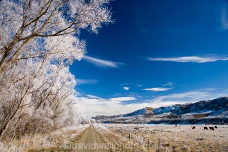 agricultural;agriculture;beautiful;calm;calmness;Central-Otago;Central-Otago-Rail-Trail;clean;clear;cold;Coldness;Color;Colour;country;countryside;Daytime;Exterior;farm;farming;farmland;farms;field;fields;freeze;freezing;freezing-fog;frost;Frosted;frosty;high-country;hoar-frost;hoar-frosts;Hoarfrost;hoarfrosts;ice;ice-crystals;icy;Ida-Valley;idyllic;Landscape;Landscapes;Maniototo;meadow;meadows;N.Z.;natural;Nature;new-zealand;NZ;Otago;Otago-Central-Rail-Trail;Oturehua;Outdoor;Outdoors;Outside;paddock;paddocks;pasture;pastures;peaceful;Peacefulness;phenomena;phenomenon;pure;Quiet;Quietness;rail-trail;rail-trails;rime;rime-ice;rural;S.I.;Scenic;Scenics;Season;Seasons;SI;silence;south-island;spectacular;stunning;tranquil;tranquility;tree;trees;view;water;weather;White;willow;willow-tree;willow-trees;willows;winter;Wintertime;wintery;wintry