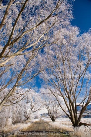 agricultural;agriculture;beautiful;calm;calmness;Central-Otago;Central-Otago-Rail-Trail;clean;clear;cold;Coldness;Color;Colour;country;countryside;Daytime;Exterior;farm;farming;farmland;farms;field;fields;freeze;freezing;freezing-fog;frost;Frosted;frosty;high-country;hoar-frost;hoar-frosts;Hoarfrost;hoarfrosts;ice;ice-crystals;icy;Ida-Valley;idyllic;Landscape;Landscapes;Maniototo;meadow;meadows;N.Z.;natural;Nature;new-zealand;NZ;Otago;Otago-Central-Rail-Trail;Oturehua;Outdoor;Outdoors;Outside;paddock;paddocks;pasture;pastures;peaceful;Peacefulness;phenomena;phenomenon;pure;Quiet;Quietness;rail-trail;rail-trails;rime;rime-ice;rural;S.I.;Scenic;Scenics;Season;Seasons;SI;silence;south-island;spectacular;stunning;tranquil;tranquility;tree;trees;view;water;weather;White;willow;willow-tree;willow-trees;willows;winter;Wintertime;wintery;wintry