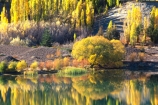 colour;colours;color;colors;yellow;autumn;gold;golden;fall;poplar;poplars;willow;willows;lakes;reflection;reflections;bank;edge