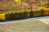 vine;vines;vineyard;vineyards;wine;wines;winery;wineries;grape;grapes;vintage;grapevine;horticulture;cultivation;rural;farm;farms;farming;field;fields;crop;crops;color;colors;colours;colours;yellow;autumn;fall;leaf;leaves;poplar;poplars;tree;trees;poplar-tree;poplar-trees