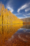 autuminal;autumn;autumn-colour;autumn-colours;autumnal;calm;Central-Otago;color;colors;colour;colours;Cromwell;dam;dams;deciduous;fall;gold;golden;irrigation-dam;irrigation-dams;irrigation-pond;irrigation-ponds;leaf;leaves;N.Z.;New-Zealand;NZ;orchard;orchards;Otago;placid;pond-ponds;poplar-tree;Poplar-trees;quiet;reflection;reflections;Ripponvale;row;rows;S.I.;season;seasonal;seasons;serene;SI;smooth;South-Is;South-Island;still;tranquil;tree;trees;water;yellow