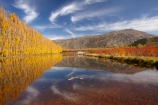 autuminal;autumn;autumn-colour;autumn-colours;autumnal;calm;Carrick-Range;Central-Otago;color;colors;colour;colours;Cromwell;dam;dams;deciduous;fall;gold;golden;irrigation-dam;irrigation-dams;irrigation-pond;irrigation-ponds;leaf;leaves;Mount-Difficulty;Mt-Difficulty;Mt.-Difficulty;N.Z.;New-Zealand;NZ;orchard;orchards;Otago;placid;pond-ponds;poplar-tree;Poplar-trees;quiet;reflection;reflections;Ripponvale;row;rows;S.I.;season;seasonal;seasons;serene;SI;smooth;South-Is;South-Island;still;tranquil;tree;trees;water;yellow