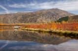autuminal;autumn;autumn-colour;autumn-colours;autumnal;calm;Carrick-Range;Central-Otago;color;colors;colour;colours;Cromwell;dam;dams;deciduous;fall;gold;golden;irrigation-dam;irrigation-dams;irrigation-pond;irrigation-ponds;leaf;leaves;Mount-Difficulty;Mt-Difficulty;Mt.-Difficulty;N.Z.;New-Zealand;NZ;orchard;orchards;Otago;placid;pond-ponds;quiet;reflection;reflections;Ripponvale;S.I.;season;seasonal;seasons;serene;SI;smooth;South-Is;South-Island;still;tranquil;tree;trees;water;yellow
