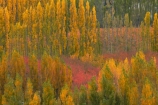 autuminal;autumn;autumn-colour;autumn-colours;autumnal;Bannockburn;Central-Otago;color;colors;colour;colours;country;countryside;Cromwell;crop;crops;deciduous;fall;farm;farming;farmland;farms;field;fruit;fruit-tree;fruit-trees;gold;golden;horticulture;leaf;leaves;N.Z.;New-Zealand;NZ;orchard;orchards;Otago;poplar;poplar-tree;poplar-trees;poplars;row;rows;rural;S.I.;season;seasonal;seasons;SI;South-Is;South-Island;Sth-Is;tree;trees;yellow