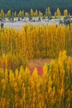 autuminal;autumn;autumn-colour;autumn-colours;autumnal;Bannockburn;Central-Otago;color;colors;colour;colours;country;countryside;Cromwell;crop;crops;deciduous;fall;farm;farming;farmland;farms;field;fruit;fruit-tree;fruit-trees;gold;golden;horticulture;leaf;leaves;N.Z.;New-Zealand;NZ;orchard;orchards;Otago;poplar;poplar-tree;poplar-trees;poplars;row;rows;rural;S.I.;season;seasonal;seasons;SI;South-Is;South-Island;Sth-Is;tree;trees;yellow