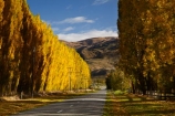 autuminal;autumn;autumn-colour;autumn-colours;autumnal;Central-Otago;color;colors;colour;colours;Cromwell;deciduous;fall;gold;golden;leaf;leaves;N.Z.;New-Zealand;NZ;Otago;poplar;poplar-tree;poplar-trees;poplars;Ripponvale;Ripponvale-Rd;Ripponvale-Road;S.I.;season;seasonal;seasons;SI;South-Is;South-Island;Sth-Is;tree;trees;yellow