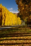 autuminal;autumn;autumn-colour;autumn-colours;autumnal;Central-Otago;color;colors;colour;colours;Cromwell;deciduous;fall;gold;golden;leaf;leaves;N.Z.;New-Zealand;NZ;Otago;poplar;poplar-tree;poplar-trees;poplars;Ripponvale;Ripponvale-Rd;Ripponvale-Road;S.I.;season;seasonal;seasons;SI;South-Is;South-Island;Sth-Is;tree;trees;yellow