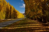 autuminal;autumn;autumn-colour;autumn-colours;autumnal;Central-Otago;color;colors;colour;colours;Cromwell;deciduous;fall;gold;golden;leaf;leaves;N.Z.;New-Zealand;NZ;Otago;poplar;poplar-tree;poplar-trees;poplars;Ripponvale;Ripponvale-Rd;Ripponvale-Road;S.I.;season;seasonal;seasons;SI;South-Is;South-Island;Sth-Is;tree;trees;yellow