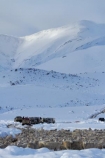 4wd;4wds;4wds;4x4;4x4s;4x4s;agricultural;agriculture;animal;animals;Central-Otago;cold;Coldness;country;countryside;crowd;crowded;Crowds;Daytime;domestic-stock;drove;droving;ewes;Exterior;extreme-weather;farm;farm-animals;farmer;farmers;farming;farmland;farms;field;fields;flock;flocks;four-by-four;four-by-fours;four-wheel-drive;four-wheel-drives;freeze;freezing;herbivore;herbivores;herbivorous;herd;herds;high-country;Landscape;Landscapes;livestock;mammal;mammals;Maniototo;meadow;meadows;mob;mobs;muster;mustering;N.Z.;natural;Nature;New-Zealand;NZ;Otago;Outdoor;Outdoors;Outside;paddock;paddocks;pasture;pastures;Pig-Root-Highway;Pig-Root-Road;Pig-Route-Highway;Pig-Route-Road;Pigroot;Pigroot-Highway;Pigroot-Road;Pigroute;Pigroute-Highway;Pigroute-Road;rural;S.I.;Scenic;Scenics;Season;Seasons;SH-85;SH85;sheep;SI;snow;snowfall;snowy;South-Is;South-Is.;South-Island;sports-utility-vehicle;sports-utility-vehicles;State-Highway-85;State-Highway-Eighty-Five;Sth-Is;stock;suv;suvs;The-Pig-Route;The-Pigroot;vehicle;vehicles;weather;white;winter;Wintertime;wintery;wintry