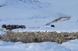 4wd;4wds;4wds;4x4;4x4s;4x4s;agricultural;agriculture;animal;animals;Central-Otago;cold;Coldness;country;countryside;crowd;crowded;Crowds;Daytime;domestic-stock;drove;droving;ewes;Exterior;extreme-weather;farm;farm-animals;farmer;farmers;farming;farmland;farms;field;fields;flock;flocks;four-by-four;four-by-fours;four-wheel-drive;four-wheel-drives;freeze;freezing;herbivore;herbivores;herbivorous;herd;herds;high-country;Landscape;Landscapes;livestock;mammal;mammals;Maniototo;meadow;meadows;mob;mobs;muster;mustering;N.Z.;natural;Nature;New-Zealand;NZ;Otago;Outdoor;Outdoors;Outside;paddock;paddocks;pasture;pastures;Pig-Root-Highway;Pig-Root-Road;Pig-Route-Highway;Pig-Route-Road;Pigroot;Pigroot-Highway;Pigroot-Road;Pigroute;Pigroute-Highway;Pigroute-Road;rural;S.I.;Scenic;Scenics;Season;Seasons;SH-85;SH85;sheep;SI;snow;snowfall;snowy;South-Is;South-Is.;South-Island;sports-utility-vehicle;sports-utility-vehicles;State-Highway-85;State-Highway-Eighty-Five;Sth-Is;stock;suv;suvs;The-Pig-Route;The-Pigroot;vehicle;vehicles;weather;white;winter;Wintertime;wintery;wintry