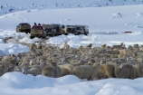 4wd;4wds;4wds;4x4;4x4s;4x4s;agricultural;agriculture;animal;animals;Central-Otago;cold;Coldness;country;countryside;crowd;crowded;Crowds;Daytime;domestic-stock;drove;droving;ewes;Exterior;extreme-weather;farm;farm-animals;farmer;farmers;farming;farmland;farms;field;fields;flock;flocks;four-by-four;four-by-fours;four-wheel-drive;four-wheel-drives;freeze;freezing;herbivore;herbivores;herbivorous;herd;herds;high-country;Landscape;Landscapes;livestock;mammal;mammals;Maniototo;meadow;meadows;mob;mobs;muster;mustering;N.Z.;natural;Nature;New-Zealand;NZ;Otago;Outdoor;Outdoors;Outside;paddock;paddocks;pasture;pastures;Pig-Root-Highway;Pig-Root-Road;Pig-Route-Highway;Pig-Route-Road;Pigroot;Pigroot-Highway;Pigroot-Road;Pigroute;Pigroute-Highway;Pigroute-Road;rural;S.I.;Scenic;Scenics;Season;Seasons;SH-85;SH85;sheep;SI;snow;snowfall;snowy;South-Is;South-Is.;South-Island;sports-utility-vehicle;sports-utility-vehicles;State-Highway-85;State-Highway-Eighty-Five;Sth-Is;stock;suv;suvs;The-Pig-Route;The-Pigroot;vehicle;vehicles;weather;white;winter;Wintertime;wintery;wintry