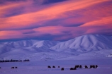 agricultural;agriculture;alpenglo;alpenglow;alpine;alpinglo;alpinglow;Altocumulus-lenticularis;animal;animals;Central-Otago;cloud;clouds;cold;Coldness;color;colors;colour;colours;country;countryside;Daytime;domestic-stock;dusk;evening;ewes;Exterior;extreme-weather;farm;farm-animals;farming;farmland;farms;field;fields;flock;flocks;freeze;freezing;Hawkdun-Ra;Hawkdun-Range;herbivore;herbivores;herbivorous;herd;herds;high-country;hill;hills;Ida-Ra;Ida-Range;Ida-Valley;Idaburn;Landscape;Landscapes;lens_shaped-cloud;lens_shaped-clouds;lenticular-cloud;lenticular-clouds;livestock;mammal;mammals;Maniototo;meadow;meadows;mob;mobs;Mount-Ida;mountain;mountainous;mountains;mt;Mt-Ida;Mt.-Ida;N.Z.;natural;Nature;New-Zealand;night;night_time;nightfall;NZ;orange;Otago;Oturehua;outdoor;outdoors;Outside;paddock;paddocks;pasture;pastures;rural;S.I.;Scenic;Scenics;Season;Seasons;sheep;SI;snow;snowfall;snowy;snowy-hills;snowy-mountains;South-Is;South-Is.;South-Island;Sth-Is;stock;sunset;sunsets;twilight;weather;White;winter;Wintertime;wintery;wintry