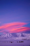 agricultural;agriculture;alpenglo;alpenglow;alpine;alpinglo;alpinglow;Altocumulus-lenticularis;animal;animals;Central-Otago;cloud;clouds;cold;Coldness;color;colors;colour;colours;country;countryside;Daytime;domestic-stock;dusk;evening;ewes;Exterior;extreme-weather;farm;farm-animals;farming;farmland;farms;field;fields;flock;flocks;freeze;freezing;Hawkdun-Ra;Hawkdun-Range;herbivore;herbivores;herbivorous;herd;herds;high-country;hill;hills;Ida-Ra;Ida-Range;Ida-Valley;Idaburn;Landscape;Landscapes;lens_shaped-cloud;lens_shaped-clouds;lenticular-cloud;lenticular-clouds;livestock;mammal;mammals;Maniototo;meadow;meadows;mob;mobs;Mount-Ida;mountain;mountainous;mountains;mt;Mt-Ida;Mt.-Ida;N.Z.;natural;Nature;New-Zealand;night;night_time;nightfall;NZ;Otago;Oturehua;outdoor;Outdoors;Outside;paddock;paddocks;pasture;pastures;rural;S.I.;Scenic;Scenics;Season;Seasons;sheep;SI;snow;snowfall;snowy;snowy-hills;snowy-mountains;South-Is;South-Is.;South-Island;Sth-Is;stock;sunset;sunsets;twilight;weather;White;winter;Wintertime;wintery;wintry