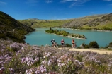 bicycle;bicycles;bike;bike-track;bike-tracks;bike-trail;bike-trails;bikes;Central-Otago;child;children;cycle;cycle-track;cycle-tracks;cycle-trail;cycle-trails;cycler;cyclers;cycles;cyclist;cyclists;families;family;island;islands;lake;Lake-Roxburgh;lakes;Long-Is;Long-Island;mountain-bike;mountain-biker;mountain-bikers;mountain-bikes;mtn-bike;mtn-biker;mtn-bikers;mtn-bikes;N.Z.;New-Zealand;NZ;Otago;people;person;push-bike;push-bikes;push_bike;push_bikes;pushbike;pushbikes;Roxburgh;Roxburgh-Cycle-Track;Roxburgh-Cycle-Trail;Roxburgh-Gorge;Roxburgh-Gorge-Cycle-and-Walking-Trail;Roxburgh-Gorge-Cycle-Track;Roxburgh-Gorge-Cycle-Trail;Roxburgh-Gorge-Track;Roxburgh-Gorge-Trail;Roxburgh-Gorge-Walking-and-Cycle-Trail;S.I.;season;seasonal;seasons;SI;South-Is;South-Island;spring;spring-time;Sth-Is;thyme;thyme-in-flower;tourism;tourist;tourists;violet;wild-thyme