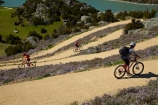 bicycle;bicycles;bike;bike-track;bike-tracks;bike-trail;bike-trails;bikes;Central-Otago;cycle;cycle-track;cycle-tracks;cycle-trail;cycle-trails;cycler;cyclers;cycles;cyclist;cyclists;families;family;hairpin-bend;hairpin-bends;hairpin-corner;hairpin-corners;lake;Lake-Roxburgh;lakes;mountain-bike;mountain-biker;mountain-bikers;mountain-bikes;mtn-bike;mtn-biker;mtn-bikers;mtn-bikes;N.Z.;New-Zealand;NZ;Otago;people;person;push-bike;push-bikes;push_bike;push_bikes;pushbike;pushbikes;Roxburgh;Roxburgh-Cycle-Track;Roxburgh-Cycle-Trail;Roxburgh-Gorge;Roxburgh-Gorge-Cycle-and-Walking-Trail;Roxburgh-Gorge-Cycle-Track;Roxburgh-Gorge-Cycle-Trail;Roxburgh-Gorge-Track;Roxburgh-Gorge-Trail;Roxburgh-Gorge-Walking-and-Cycle-Trail;S.I.;season;seasonal;seasons;SI;South-Is;South-Island;spring;spring-time;steep;Sth-is;switchback;switchback-road;switchback-roads;switchbacks;thyme;thyme-in-flower;tourism;tourist;tourists;violet;wild-thyme;zig-zag;zig-zag-road;zig-zag-roads;zig-zags;zig_zag;zig_zag-road;zig_zag-roads;zig_zags;zigzag;zigzag-road;zigzag-roads;zigzags