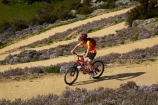 bicycle;bicycles;bike;bike-track;bike-tracks;bike-trail;bike-trails;bikes;Central-Otago;child;children;cycle;cycle-track;cycle-tracks;cycle-trail;cycle-trails;cycler;cyclers;cycles;cyclist;cyclists;hairpin-bend;hairpin-bends;hairpin-corner;hairpin-corners;mountain-bike;mountain-biker;mountain-bikers;mountain-bikes;mtn-bike;mtn-biker;mtn-bikers;mtn-bikes;N.Z.;New-Zealand;NZ;Otago;people;person;push-bike;push-bikes;push_bike;push_bikes;pushbike;pushbikes;Roxburgh;Roxburgh-Cycle-Track;Roxburgh-Cycle-Trail;Roxburgh-Gorge;Roxburgh-Gorge-Cycle-and-Walking-Trail;Roxburgh-Gorge-Cycle-Track;Roxburgh-Gorge-Cycle-Trail;Roxburgh-Gorge-Track;Roxburgh-Gorge-Trail;Roxburgh-Gorge-Walking-and-Cycle-Trail;S.I.;season;seasonal;seasons;SI;South-Is;South-Island;spring;spring-time;steep;Sth-is;switchback;switchback-road;switchback-roads;switchbacks;thyme;thyme-in-flower;tourism;tourist;tourists;violet;wild-thyme;zig-zag;zig-zag-road;zig-zag-roads;zig-zags;zig_zag;zig_zag-road;zig_zag-roads;zig_zags;zigzag;zigzag-road;zigzag-roads;zigzags