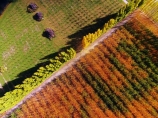 aerial;Aerial-drone;Aerial-drones;aerial-image;aerial-images;aerial-photo;aerial-photograph;aerial-photographs;aerial-photography;aerial-photos;aerial-view;aerial-views;aerials;autuminal;autumn;autumn-colour;autumn-colours;autumnal;Bannockburn;Central-Otago;color;colors;colour;colours;country;countryside;Cromwell;crop;crops;deciduous;Drone;Drones;emotely-operated-aircraft;fall;farm;farming;farmland;farms;field;fruit;fruit-tree;fruit-trees;gold;golden;horticulture;leaf;leaves;N.Z.;New-Zealand;NZ;orange;orchard;orchards;Otago;poplar;poplar-tree;poplar-trees;poplars;Quadcopter;Quadcopters;remote-piloted-aircraft-systems;remotely-piloted-aircraft;remotely-piloted-aircrafts;ROA;row;rows;RPA;RPAS;rural;S.I.;season;seasonal;seasons;SI;South-Is;South-Island;Sth-Is;tree;trees;U.A.V.;UA;UAS;UAV;UAVs;Unmanned-aerial-vehicle;unmanned-aircraft;unpiloted-aerial-vehicle;unpiloted-aerial-vehicles;unpiloted-air-system;yellow