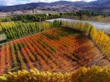 aerial;Aerial-drone;Aerial-drones;aerial-image;aerial-images;aerial-photo;aerial-photograph;aerial-photographs;aerial-photography;aerial-photos;aerial-view;aerial-views;aerials;autuminal;autumn;autumn-colour;autumn-colours;autumnal;Bannockburn;Central-Otago;color;colors;colour;colours;country;countryside;Cromwell;crop;crops;deciduous;Drone;Drones;emotely-operated-aircraft;fall;farm;farming;farmland;farms;field;fruit;fruit-tree;fruit-trees;gold;golden;horticulture;leaf;leaves;N.Z.;New-Zealand;NZ;orange;orchard;orchards;Otago;poplar;poplar-tree;poplar-trees;poplars;Quadcopter;Quadcopters;remote-piloted-aircraft-systems;remotely-piloted-aircraft;remotely-piloted-aircrafts;ROA;row;rows;RPA;RPAS;rural;S.I.;season;seasonal;seasons;SI;South-Is;South-Island;Sth-Is;tree;trees;U.A.V.;UA;UAS;UAV;UAVs;Unmanned-aerial-vehicle;unmanned-aircraft;unpiloted-aerial-vehicle;unpiloted-aerial-vehicles;unpiloted-air-system;yellow