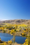 agricultural;agriculture;autuminal;autumn;Autumn-Colours;autumnal;Bannockburn-Inlet;cairnmuir-campground;cairnmuir-mountains;cairnmuir-range;campground;campgrounds;camping-ground;camping-grounds;Central-Otago;central-otago-vineyard;central-otago-vineyards;central-otago-wineries;central-otago-winery;color;colors;colour;colours;country;countryside;cromwell;crop;crops;cultivation;deciduous;fall;farm;farming;farmland;farms;field;fields;gold;golden;grape;grapes;grapevine;horticulture;kawarau-arm;lake;lake-dunstan;lakes;leaf;leaves;New-Zealand;poplar;poplar-tree;poplar-trees;poplars;row;rows;rural;south-island;tree;trees;vine;vines;vineyard;vineyards;vintage;water;wine;wineries;winery;wines;yellow