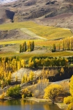 agricultural;agriculture;autuminal;autumn;Autumn-Colours;autumnal;Bannockburn-Inlet;cairnmuir-campground;cairnmuir-mountains;cairnmuir-range;campground;campgrounds;camping-ground;camping-grounds;Central-Otago;central-otago-vineyard;central-otago-vineyards;central-otago-wineries;central-otago-winery;color;colors;colour;colours;country;countryside;cromwell;crop;crops;cultivation;deciduous;fall;farm;farming;farmland;farms;field;fields;gold;golden;grape;grapes;grapevine;horticulture;kawarau-arm;lake;lake-dunstan;lakes;leaf;leaves;New-Zealand;poplar;poplar-tree;poplar-trees;poplars;row;rows;rural;south-island;tree;trees;vine;vines;vineyard;vineyards;vintage;water;wine;wineries;winery;wines;yellow