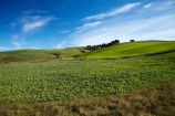 agricultural;agriculture;Central-Otago;country;countryside;crop;crops;farm;farming;farmland;farms;field;fields;green-field;green-fields;horticulture;meadow;meadows;N.Z.;New-Zealand;NZ;Otago;paddock;paddocks;pasture;pastures;rural;S.I.;SI;South-Is;South-Island;Sth-Is