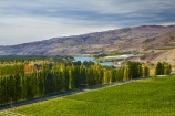agricultural;agriculture;autuminal;autumn;autumn-colour;autumn-colours;autumnal;central-otago-vineyard;central-otago-vineyards;central-otago-wineries;central-otago-winery;color;colors;colour;colours;country;countryside;crop;crops;cultivation;deciduous;fall;farm;farming;farmland;farms;field;fields;gold;golden;grape;grapes;grapevine;horticulture;Lake-Dunstan;leaf;leaves;Mt-Difficulty;Mt-Difficulty-Vineyard;Mt-Difficulty-Winery;Mt-Difficulty-Wines;N.Z.;New-Zealand;NZ;Otago;row;rows;rural;S.I.;season;seasonal;seasons;SI;South-Is;South-Island;Sth-Is;tree;trees;vine;vines;vineyard;vineyards;vintage;wine;wineries;winery;wines;yellow
