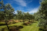 Central-Otago;country;countryside;Cromwell;crop;crops;farm;farming;farmland;farms;field;fruit;fruit-tree;fruit-trees;green;horticulture;N.Z.;New-Zealand;NZ;olive;olive-orchard;olive-orchards;olive-tree;olive-trees;olives;orchard;orchards;Otago;pip-fruit;Ripponvale;row;rows;rural;S.I.;SI;South-Is;South-Is.;South-Island;Sth-Is;summer;tree;trees